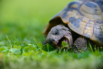 Schmackhaftes Grünfutter