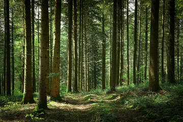 Fototapeta na wymiar un chemin dans la forêt