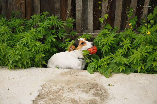 small dog breed the Jack Russell Terrier sits in the bushes of cannabis with a bright ball in her mouth