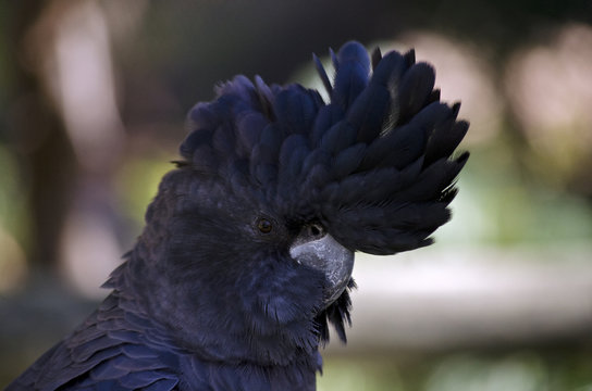 Red Tailed Black Cockatoo