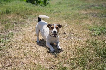 small dog breed Jack Russell Terrier playing on the grass