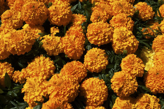 Background Of Bright Yellow Cracker Jack Marigolds