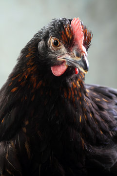 Black Hen