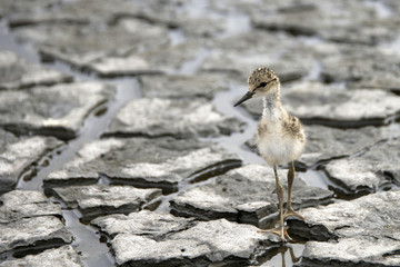Black-necked stilt baby brand new hatchling walking on drought cracked marsh bed with some water between cracks