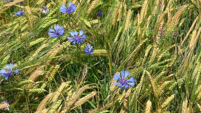 cornflowers in a wheat field	