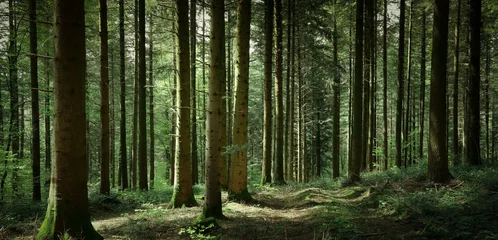 Fototapeten Panorama des Unterholzes im Frühjahr mit einem Weg © Olivier Tabary