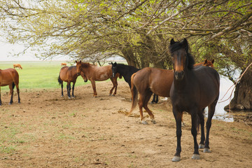Fototapeta premium a herd of horses resting in the shade of the trees near the river on a summer day