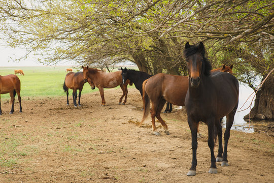 a herd of horses resting in the shade of the trees near the river on a summer day