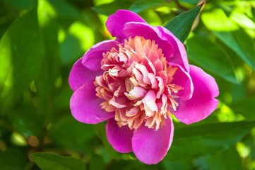 Madame Emile Debatene Peony with  with a flash of golden stamens