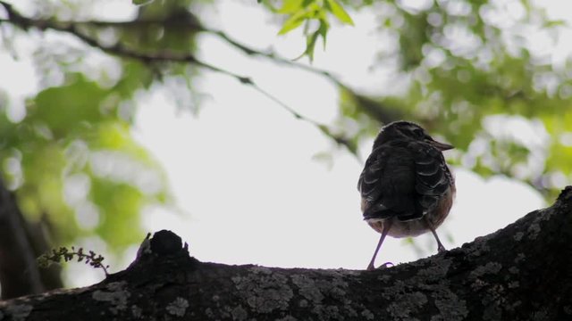 Little brown bird sitting in a tree closeup