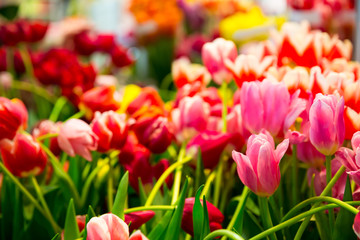 Tulips om the field