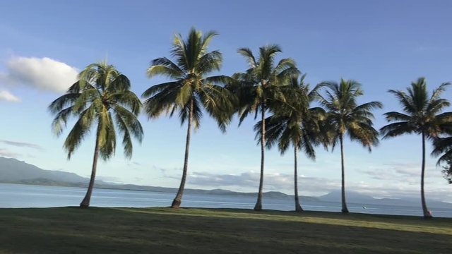 Panning row of Palm trees Port Douglas Queensland Australia.
