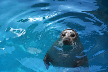 Fototapeta premium Lew morski patrzy na ciebie