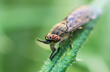 Notch-horned Cleg or cleg fly (Haematopota pluvialis). Biting fly in the family Tabanidae, with clear view of jaws and coloured patterns on compound eye
