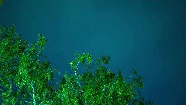 Crones of trees swaying in the wind in the night sky of stars and drifting clouds quickly time period green leaves dark sky star swift storm clouds storm clouds