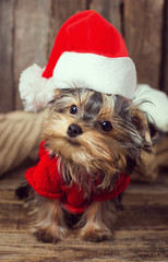 Cute Yorkshire terrier puppy in a santa hat at Christmas