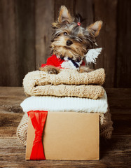 Cute Yorkshire terrier puppy at Christmas