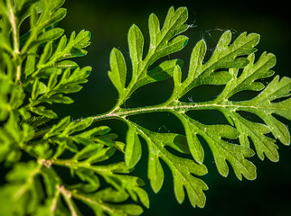Ragweed plant's leaf (ambrosia artemisiifolia)
