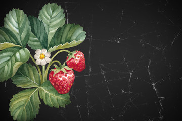 Watercolor strawberry bush - 112492781