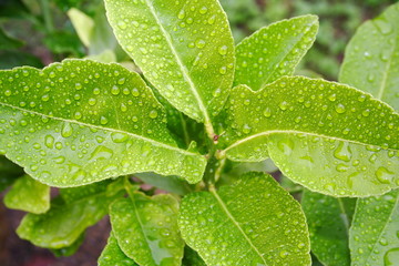 Lemon tree leaves with rain drops