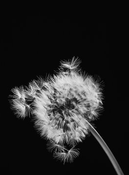 Fototapeta Blowball. Black and White.