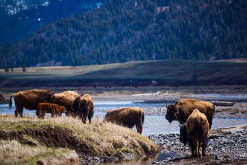 bison herd in yellowstone landscape with river in background