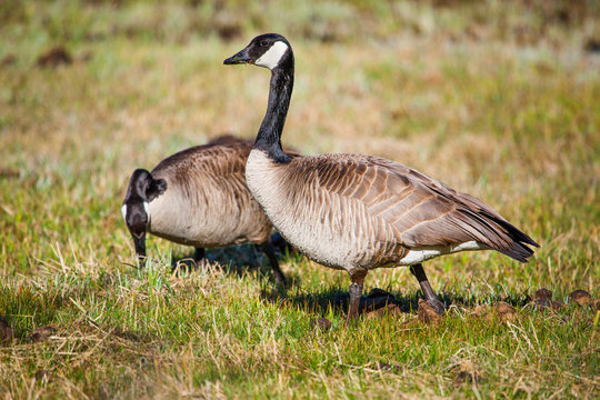 canadian geese in yellowstone national park