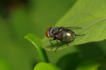 Fly insect in the green garden