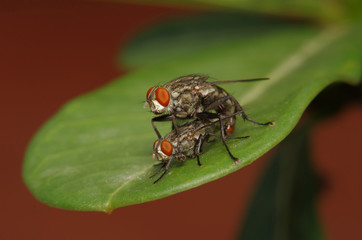 Fly insect in the green garden