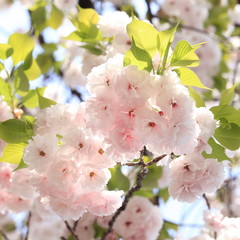 八重桜の花