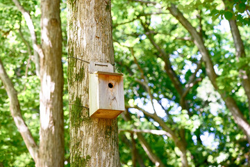 鳥の巣箱
