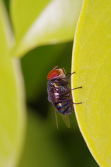 Fly insect in the green garden
