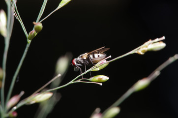 Fly insect in the green garden