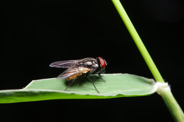 Fly insect in the green garden