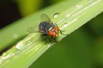 Fly insect in the green garden