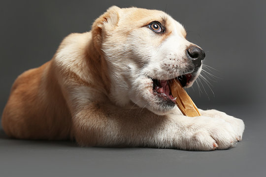 Central Asian Shepherd puppy eating bone on the floor