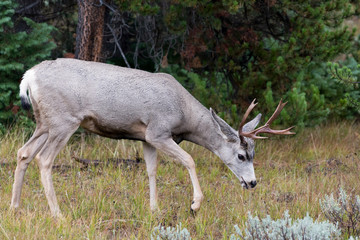 Mule Deer (Odocoileus hemionus)