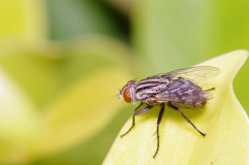 Fly insect in the green garden