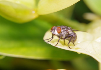 Fly insect in the green garden