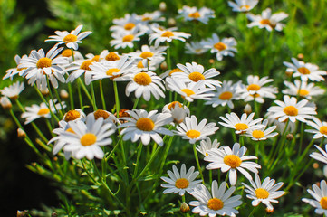 Fototapeta premium Lush green grasses and crisp white oxeye daisies (shallow depth