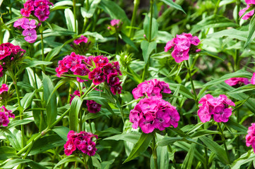 Flower carnation Turkish (Dianthus barbatus).