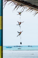 Birds curtain and sea in thailand