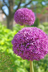 purple puff flowers