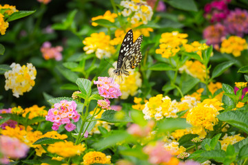 butterfly on flower
