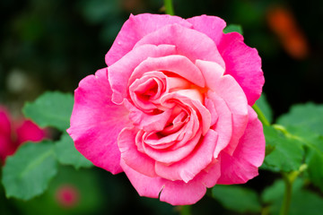 beautiful background with flowers roses