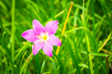 The background image of the colorful flowers