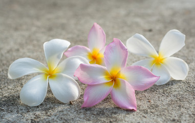 frangipani in a morning