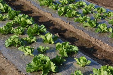 レタス栽培