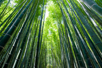 Obraz premium 竹林（Bamboo grove, bamboo forest at Kamakura, Kanagawa, Japan）