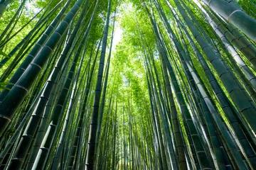 Papier Peint photo Bambou Bambouseraie, forêt de bambous à Kamakura, Kanagawa, Japon